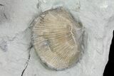 Multiple Ordovician Fossil Brachiopod Plate - Indiana #136983-3